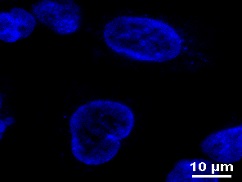DAPI