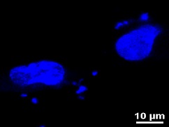 DAPI
